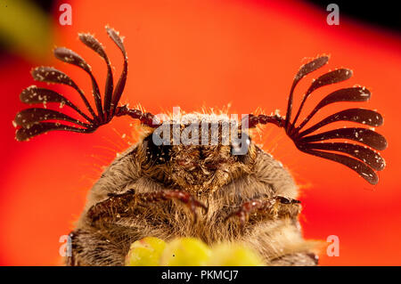 Käfer sanjuanero Portrait, Melolontha melolontha, Käfer, Coleoptera Stockfoto