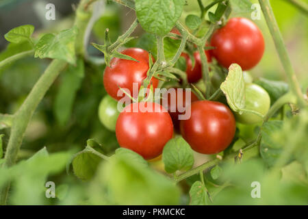 Gruppe von Tomaten im Gemüsegarten wächst, den ökologischen Landbau Stockfoto