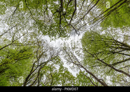Abstrakte Woodland Baumkronen Stockfoto