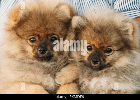 Schließen sie Porträts von zwei Jungen gerne weiße Welpen Pomeranian Spitz Welpe Hund Stockfoto