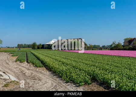 Lisse, Niederlande - 5. Mai 2018: farm Tulip neben einem Bauernhof Stockfoto