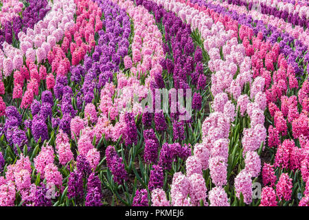 Rosa und Lila Hyazinthen in einem hellen und Farbe ful Anzeige Muster im Keukenhof Park Gärten gepflanzt Stockfoto