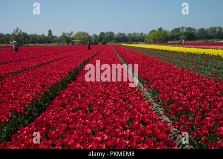 Lisse, Niederlande - 5. Mai 2018: Touristen, die in einem Tulip Farm Stockfoto