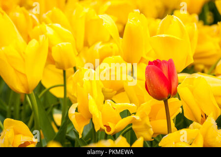 Ein Feld der gelbe Tulpen mit einer roten Tulpe Stockfoto