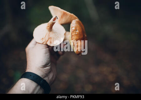 Pilzsaison im Herbst. Mann Hand hält Pilze. Stockfoto