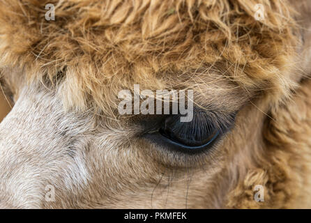 Alpaka portrait Auge Detail. Stockfoto