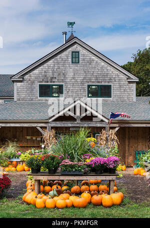 Herbst, Morning Glory Farm stehen, Edgartown, Marthas Vineyard, Massachusetts, USA. Stockfoto