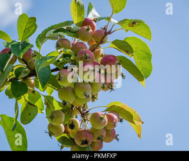 Wild apple Zweig. Malus sylvestris esemplar. Close-up zeigt Früchte und Blätter. Europäischen Crab Apple Stockfoto