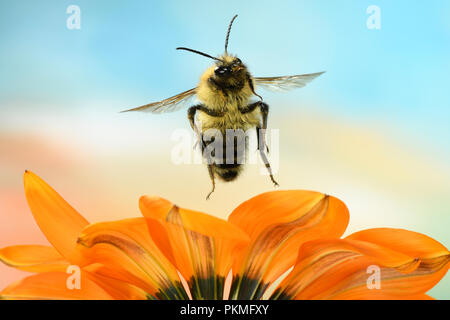 Gemeinsame Carder - Biene (Bombus pascuorum), im Flug, bei Gazania (gazania), Deutschland Stockfoto