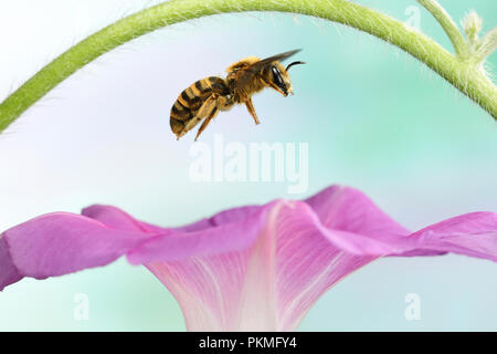 Schweiß Biene (Halictus scabiosae), weiblich, im Flug, Morning Glory (Ipomoea), Deutschland Stockfoto