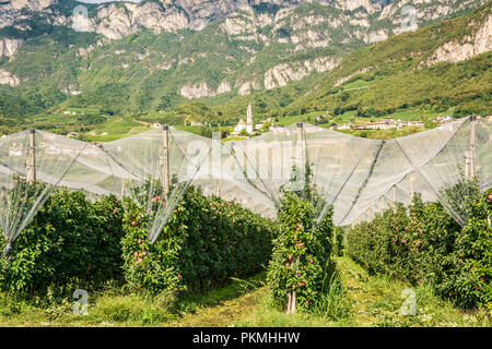 Intensive Obst- oder Obstgarten mit Crop Protection Nets in Südtirol, Italien. Apple Orchard der neuen Sorte "Royal Gala 'Apple Stockfoto