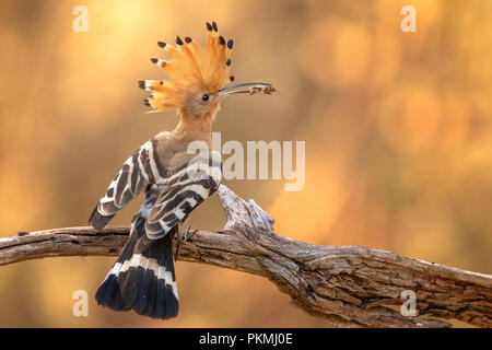 Wiedehopf (Upupa epops), erwachsenen Vogel im Sonnenuntergang mit Grasshopper als Beute, Biosphärenreservat Mittelelbe, Sachsen-Anhalt, Deutschland Stockfoto