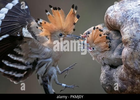 Wiedehopf (Upupa epops), erwachsenen Vogel Fütterung junger Vogel, Biosphärenreservat Mittelelbe, Sachsen-Anhalt, Deutschland Stockfoto