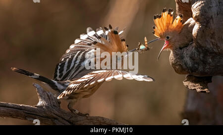 Wiedehopf (Upupa epops), erwachsenen Vogel Fütterung junger Vogel, Biosphärenreservat Mittelelbe, Sachsen-Anhalt, Deutschland Stockfoto