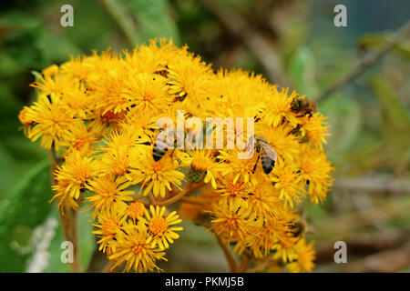 Lebendige gelb wilde Blumen mit vielen Bienen auf Huayna Picchu Mountain, Machu Picchu, Cusco, Peru Stockfoto