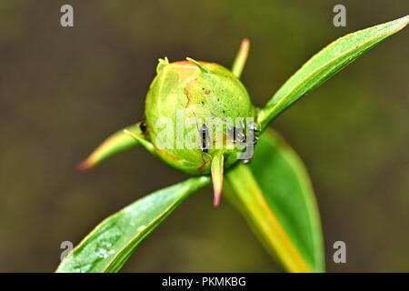 Regentropfen sind auf die weiße Pfingstrose Knospe sichtbar. Ameisen kriechen auf dem BUD. Marco, Natur, Blumen, Russland, Moskau, Shatura. Unblown weiße Pfingstrose Stockfoto