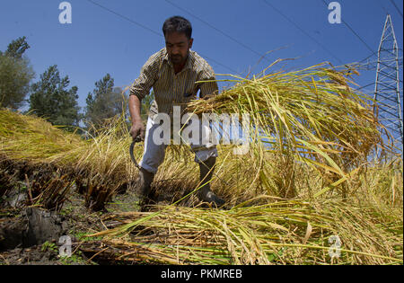 Srinagar, Indisch kontrollierten Teil Kaschmirs. 14 Sep, 2018. Ein Kaschmirischen Landwirt erntet Paddy in einem Feld am Ortsrand von Srinagar, die Hauptstadt des Indischen-kontrollierten Kaschmir, Sept. 14, 2018. Credit: Javed Dar/Xinhua/Alamy leben Nachrichten Stockfoto