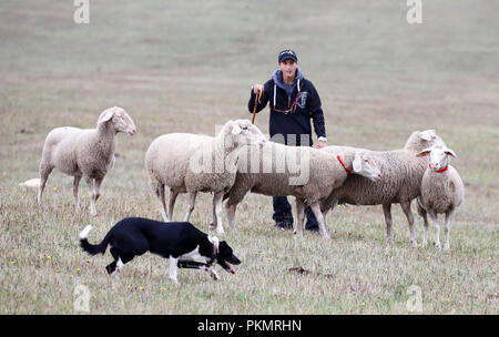 Crawinkel, Thüringen. 14 Sep, 2018. Teilnehmer Hendrik Kienker mit seinem Hund Stern am deutschen Border Collies Schäferhund Meisterschaften. Die besten Hütehunde und hobby Hirten in Deutschland sind in einem Wettbewerb über mehrere Runden ermittelt. Credit: Bodo Schackow/dpa-Zentralbild/ZB/dpa/Alamy leben Nachrichten Stockfoto