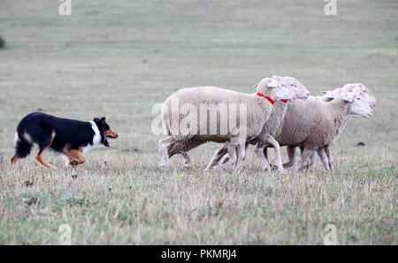 Crawinkel, Thüringen. 14 Sep, 2018. Border Collie Dan am Deutschen Border Collies Schäferhund Meisterschaften. Die besten Hütehunde und hobby Hirten in Deutschland sind in einem Wettbewerb über mehrere Runden ermittelt. Credit: Bodo Schackow/dpa-Zentralbild/ZB/dpa/Alamy leben Nachrichten Stockfoto