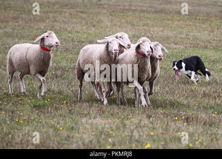 Crawinkel, Thüringen. 14 Sep, 2018. Border Collie Dan am Deutschen Border Collies Schäferhund Meisterschaften. Die besten Hütehunde und hobby Hirten in Deutschland sind in einem Wettbewerb über mehrere Runden ermittelt. Credit: Bodo Schackow/dpa-Zentralbild/ZB/dpa/Alamy leben Nachrichten Stockfoto