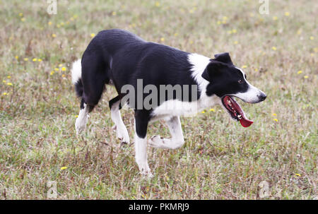 Crawinkel, Thüringen. 14 Sep, 2018. Border Collie Juwel an der Deutschen Border Collies Schäferhund Meisterschaften. Die besten Hütehunde und hobby Hirten in Deutschland sind in einem Wettbewerb über mehrere Runden ermittelt. Credit: Bodo Schackow/dpa-Zentralbild/ZB/dpa/Alamy leben Nachrichten Stockfoto