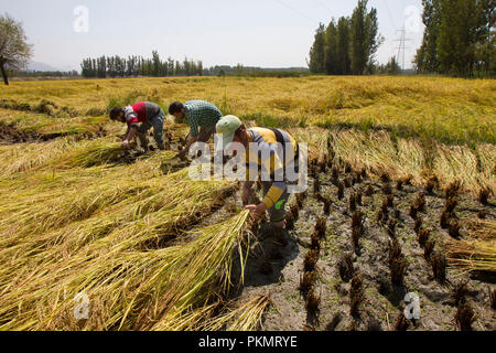 Srinagar, Indisch kontrollierten Teil Kaschmirs. 14 Sep, 2018. Kaschmir Landwirte paddy in einem Feld am Ortsrand von Srinagar, die Hauptstadt des indischen Ernten - kontrollierten Kaschmir, Sept. 14, 2018. Credit: Javed Dar/Xinhua/Alamy leben Nachrichten Stockfoto