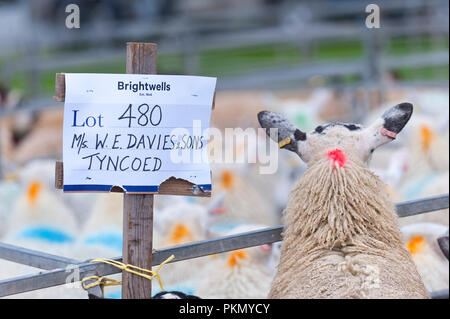 Llanelwedd, Powys, UK. 14. September 2018. Die 38. jährliche Sonderverkauf von 12.200 Waliser Maultiere erfolgt auf der Royal Welsh Showground Llanelwedd, Powys, Wales, UK. Welsh Maultier Schafe sind weiblichen Zuchttieren von schafhalter verwendet die feinste Qualität Lämmer für anspruchsvolle Verbraucher zu produzieren. Und sind die Nachkommen eines registrierten Bluefaced Leicester ram gekreuzt mit der Welsh Mountain, Beulah oder walisischen Hügel gesprenkelt - Gesicht Mutterschafe. © Graham M. Lawrence/Alamy leben Nachrichten Stockfoto