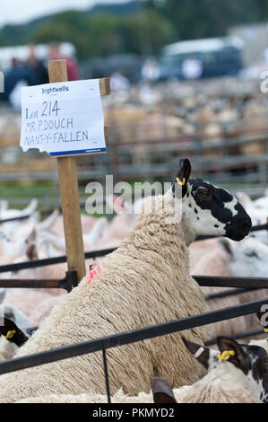 Llanelwedd, Powys, UK. 14. September 2018. Die 38. jährliche Sonderverkauf von 12.200 Waliser Maultiere erfolgt auf der Royal Welsh Showground Llanelwedd, Powys, Wales, UK. Welsh Maultier Schafe sind weiblichen Zuchttieren von schafhalter verwendet die feinste Qualität Lämmer für anspruchsvolle Verbraucher zu produzieren. Und sind die Nachkommen eines registrierten Bluefaced Leicester ram gekreuzt mit der Welsh Mountain, Beulah oder walisischen Hügel gesprenkelt - Gesicht Mutterschafe. © Graham M. Lawrence/Alamy leben Nachrichten Stockfoto