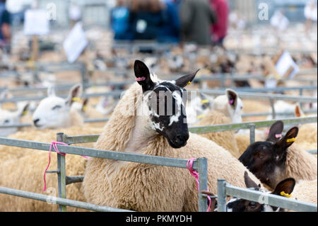 Llanelwedd, Powys, UK. 14. September 2018. Die 38. jährliche Sonderverkauf von 12.200 Waliser Maultiere erfolgt auf der Royal Welsh Showground Llanelwedd, Powys, Wales, UK. Welsh Maultier Schafe sind weiblichen Zuchttieren von schafhalter verwendet die feinste Qualität Lämmer für anspruchsvolle Verbraucher zu produzieren. Und sind die Nachkommen eines registrierten Bluefaced Leicester ram gekreuzt mit der Welsh Mountain, Beulah oder walisischen Hügel gesprenkelt - Gesicht Mutterschafe. © Graham M. Lawrence/Alamy leben Nachrichten Stockfoto