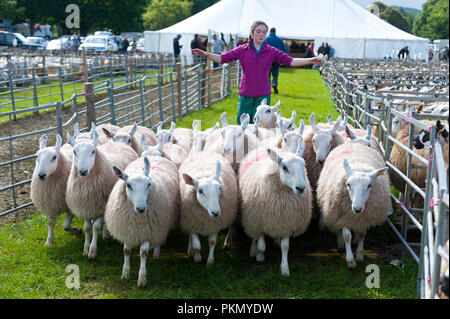 Llanelwedd, Powys, UK. 14. September 2018. Die 38. jährliche Sonderverkauf von 12.200 Waliser Maultiere erfolgt auf der Royal Welsh Showground Llanelwedd, Powys, Wales, UK. Welsh Maultier Schafe sind weiblichen Zuchttieren von schafhalter verwendet die feinste Qualität Lämmer für anspruchsvolle Verbraucher zu produzieren. Und sind die Nachkommen eines registrierten Bluefaced Leicester ram gekreuzt mit der Welsh Mountain, Beulah oder walisischen Hügel gesprenkelt - Gesicht Mutterschafe. © Graham M. Lawrence/Alamy leben Nachrichten Stockfoto