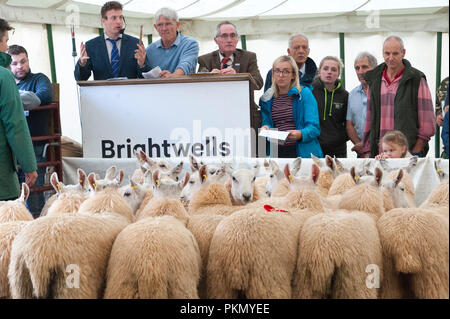 Llanelwedd, Powys, UK. 14. September 2018. Die 38. jährliche Sonderverkauf von 12.200 Waliser Maultiere erfolgt auf der Royal Welsh Showground Llanelwedd, Powys, Wales, UK. Welsh Maultier Schafe sind weiblichen Zuchttieren von schafhalter verwendet die feinste Qualität Lämmer für anspruchsvolle Verbraucher zu produzieren. Und sind die Nachkommen eines registrierten Bluefaced Leicester ram gekreuzt mit der Welsh Mountain, Beulah oder walisischen Hügel gesprenkelt - Gesicht Mutterschafe. © Graham M. Lawrence/Alamy leben Nachrichten Stockfoto