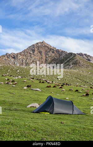 Backcountry camp in Hohe Weide mit Alai Schafe auf Berghang, Keskenkyia Loop trek, Jyrgalan, Kirgisistan Stockfoto