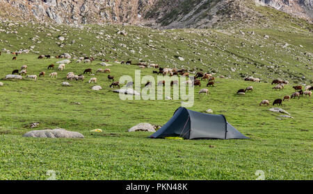 Backcountry camp in Hohe Weide mit Alai Schafe auf Berghang, Keskenkyia Loop trek, Jyrgalan, Kirgisistan Stockfoto