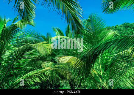 Palmen gegen den blauen Himmel. Palmen in der tropischen Küste, straff und stilisiert, Kokospalme, Sommer Baum. Stockfoto