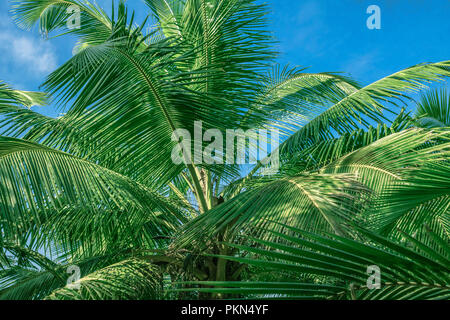 Palmen gegen den blauen Himmel. Palmen in der tropischen Küste, straff und stilisiert, Kokospalme, Sommer Baum. Stockfoto