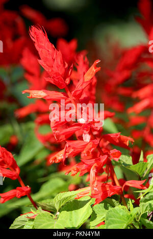 Die schöne helle rote brachts von Salvia splendens, auch bekannt als scarlet Salbei oder tropischen Salbei. Stockfoto