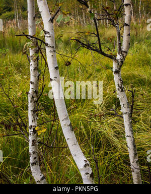 Drei jungen Birken Kurven auf der Kante eines grünen Sumpf wachsendes Gras Stockfoto