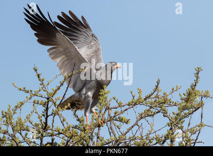 Eine südliche blass Chanting goshawk (Melierax canorus) in Südafrika fotografiert. Stockfoto