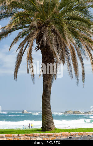 Eine große Palme mit Blick auf den Strand und die Wellen des Atlantik in Camps Bay, Südafrika Stockfoto