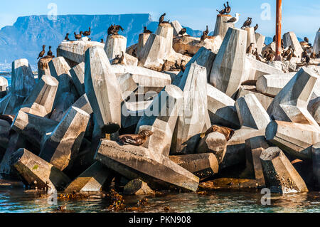 Kap Pelzrobben, Kap Kormorane, Bank Kormoran Vögel auf konkrete Meer Abwehr, Tafelberg, Robben Island (robbeneiland), Südafrika Stockfoto