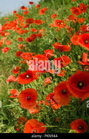 Bereich der blühenden Klatschmohn im Frühjahr, mit Flying bee im Vordergrund, selektiver Fokus Stockfoto