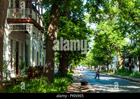 Ein Baum fallen weg und die alten Häuser in Stellenbosch, Südafrika Stockfoto