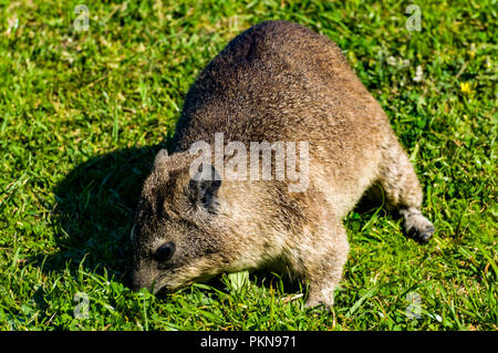 Ein Cape Hyrax Säugetier auf der Garden Route, Südafrika Stockfoto