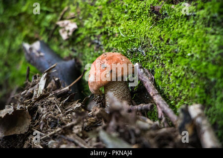 Funghi essbare Pilze sammeln Pilze im Wald Pilze Mykologie Stockfoto