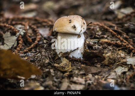 Funghi Porcini Pilze im Wald Pilze Mykologie Stockfoto