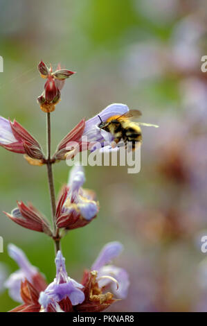 Bumble Bee LAT. Bombus besuch Garten Blumen latein Salbei Salvia officinalis im Juni. Berkshire, England, UK. Stockfoto