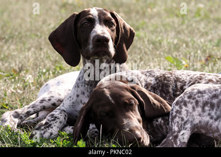 Deutsch Kurzhaar Pointer, deutschen kurtshaar zwei kleine braune Welpen gesichtet, Hunde liegen auf dem Rasen im Herbst in der Sonne, ein Tier schläft, Stockfoto