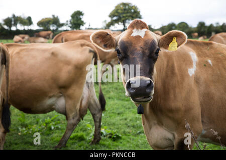 Eine Nahaufnahme Bild von einer Herde von Braun, Jersey Milchkühe im Feld eines Bauern Stockfoto