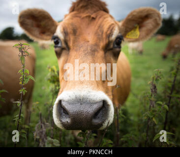 Eine Nahaufnahme Portrait der Kopf eines Braun, Devon Milchkuh, Augen, Ohren, Nase und Gelb tag Lager die Tiere Stock Number und Ownership. Stockfoto