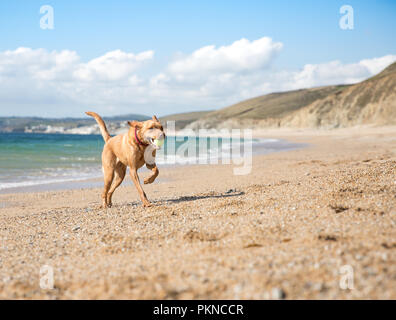 Ein glückliches, gelben Labrador Retriever Hund läuft auf einer einsamen Sandstrand und Durchführung oder Abrufen einer Tennis Ball im Maul Stockfoto